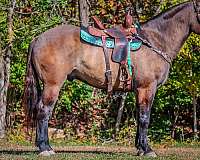 beginner-safe-quarter-horse