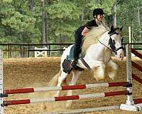 kid-safe-gypsy-vanner-horse