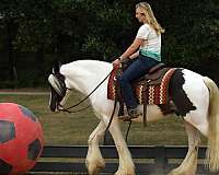 piebald-western-dres-horse