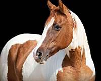 chestnut-tobiano-horse