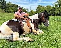 chestnut-tobiano-horse