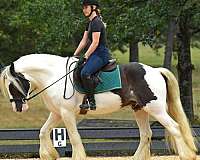 family-gypsy-vanner-horse