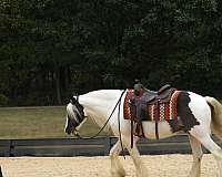 athletic-gypsy-vanner-horse