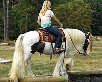 western-gypsy-vanner-horse