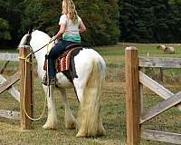 western-gypsy-vanner-horse