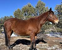 beginner-quarter-horse