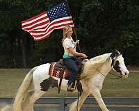 gentle-gypsy-vanner-horse