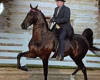 amateur-saddlebred-horse