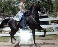 catch-saddlebred-horse