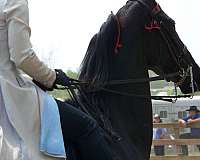 barefoot-saddlebred-horse