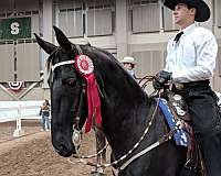 black-gelding-saddlebred-horse