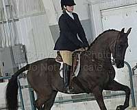 done-it-all-saddlebred-horse