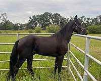 excellent-breeding-stallion