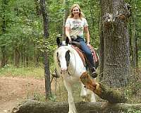 gentle-gypsy-vanner-horse