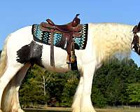 family-gypsy-vanner-horse