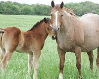 2024-aqhq-weanling-horse