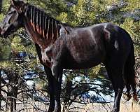 black-mare-appendix-horse