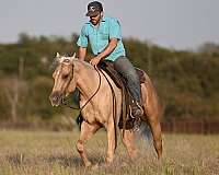 husband-safe-quarter-horse