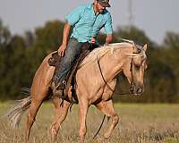 ranch-versatility-quarter-horse