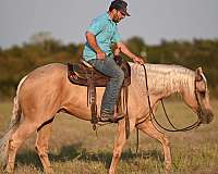 roping-quarter-horse