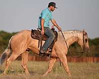 show-quarter-horse