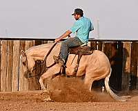 western-riding-quarter-horse