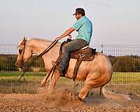 working-cattle-quarter-horse