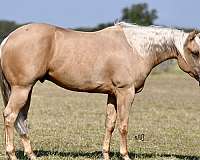 flashy-quarter-horse