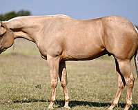 athletic-quarter-horse