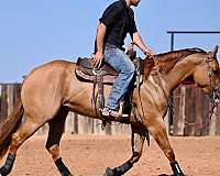 calf-roping-quarter-horse