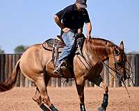 ranch-versatility-quarter-horse