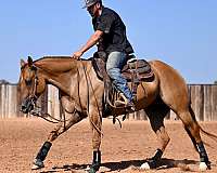 reining-quarter-horse