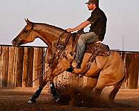 working-cattle-quarter-horse