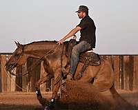 working-cow-quarter-horse