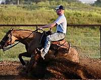 red-dun-quarter-horse-mare