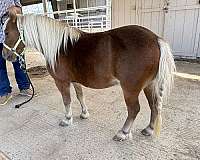 companion-miniature-horse