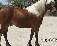 flashy-miniature-horse