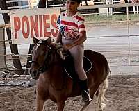 kid-safe-miniature-horse