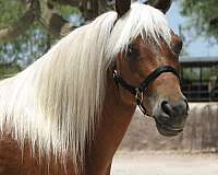 parade-miniature-horse