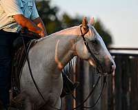 athletic-quarter-horse