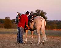 calf-roping-quarter-horse