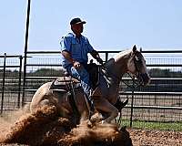 ranch-versatility-quarter-horse