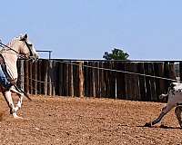 reining-quarter-horse