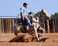 rodeo-quarter-horse