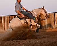 roping-quarter-horse