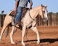 show-quarter-horse