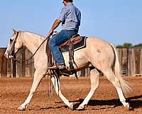 western-riding-quarter-horse