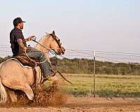 palomino-quarter-horse-gelding