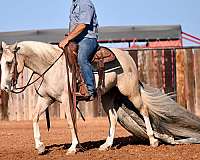 working-cattle-quarter-horse