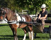 athletic-miniature-pony